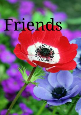 Friends