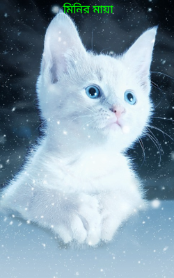 মিনির মায়া