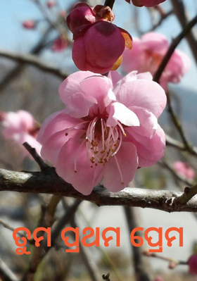 ତୁମ ପ୍ରଥମ ପ୍ରେମ