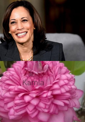 Kamla