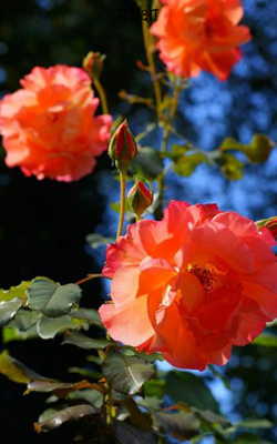 परीक्षा