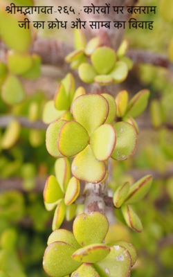 श्रीमद्भागवत-२६५ ; कौरवों पर बलराम जी का क्रोध और साम्ब का विवाह
