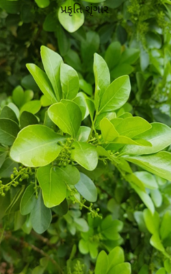 પ્રકૃતિ શૃંગાર