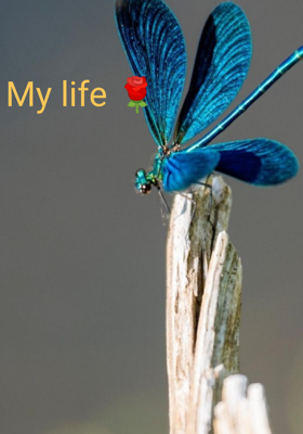 My Life