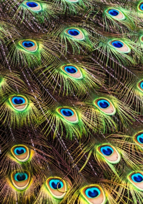 కృష్ణా!కృష్ణా