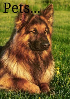 Pets...