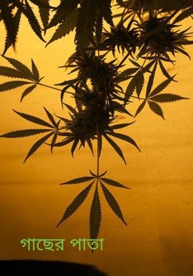 গাছের পাতা 