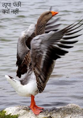 त्यूपा पंछी क्यों नहीं पकड़ता..