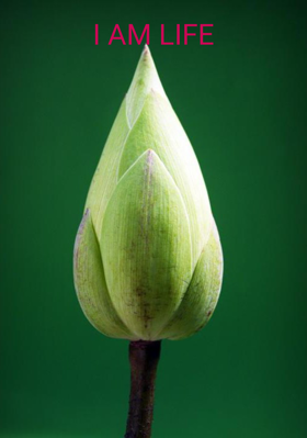 I Am Life