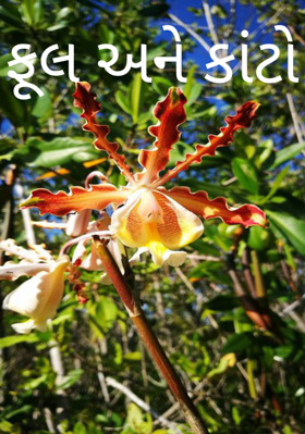 ફૂલ અને કાંટો