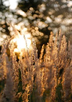 सोचा था कभी ?