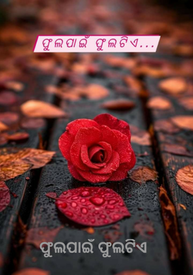 ଫୁଲପାଇଁ ଫୁଲଟିଏ