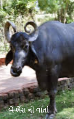બે ભેશ ની વાર્તા