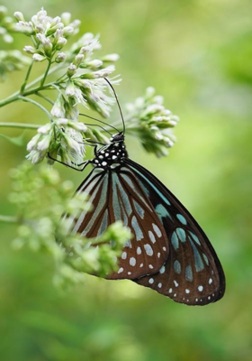 ଫୁଲ ବଜାରରେ ପ୍ରଜାପତି