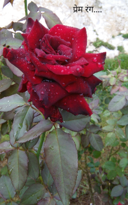 प्रेम रंग