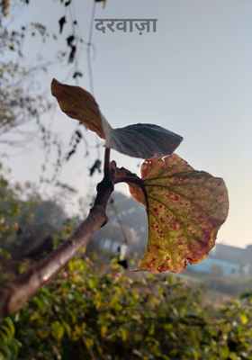 दरवाज़ा