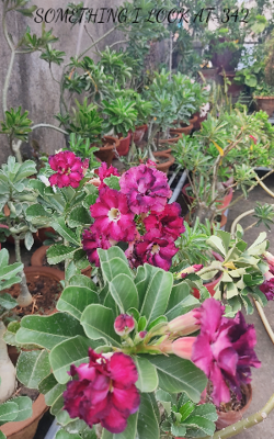 SOMETHING I LOOK AT-342