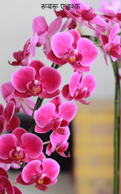 रूबरू ए इश्क़