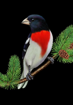 ସୁନାଚଢେଇର ରୂପେଲିପର 