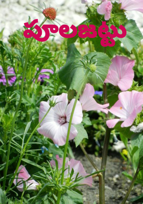 పూలజట్టు