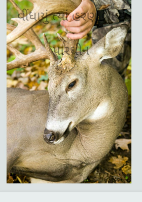 વીંધાયું ત્યાં હરણ બાળ