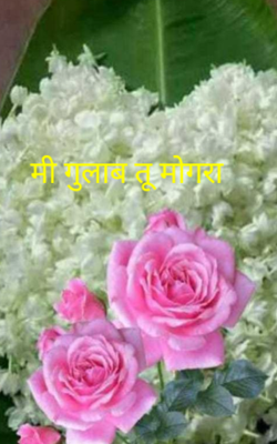 मी गुलाब तू मोगरा