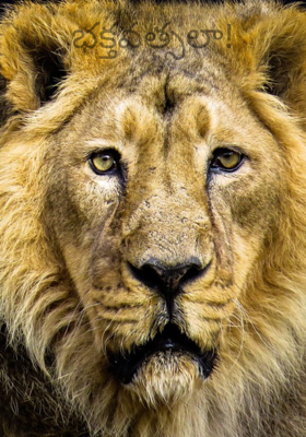 భక్తవత్సలా