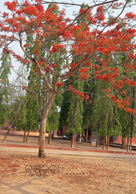 କୃଷ୍ଣଚୂଡ଼ା