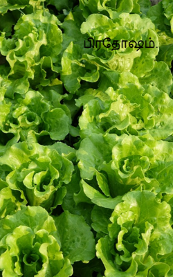 பிரதோஷம்.