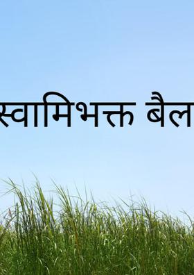 स्वामिभक्त बैल