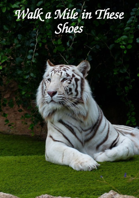 Walk A Mile In These Shoes