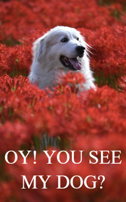 OY! YOU SEE MY DOG?