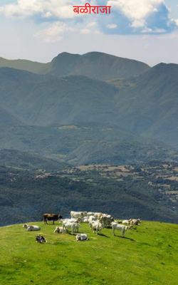 बळीराजा