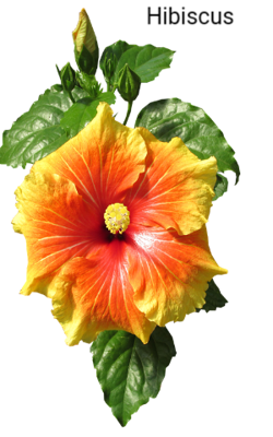 Hibiscus