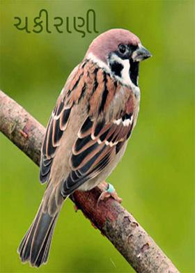 ચકીરાણી