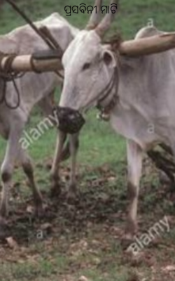 ପ୍ରସବିନୀ ମାଟି