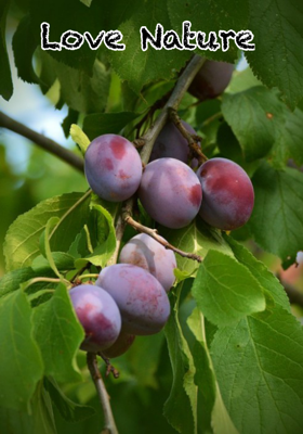 Love Nature