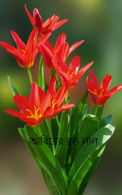 আবিরের রঙ লাল