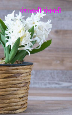 गंधाळली गंधवती