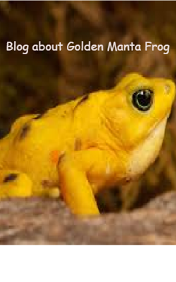 Blog about Golden Manta Frog