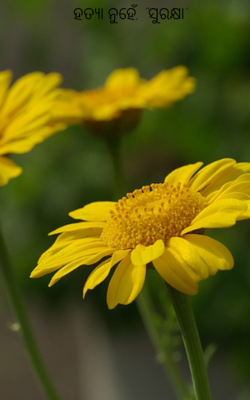 ହତ୍ୟା ନୁହେଁ, "ସୁରକ୍ଷା’