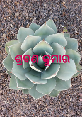 ଶ୍ରବଣ କୁମାର