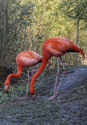 फुर्र-फुर्र