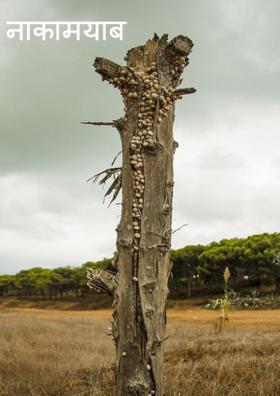 नाकामयाब