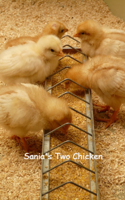 Sania's Two Chicken 