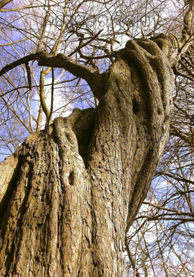 ନିଷ୍ପେସିତର ବିଳାପ