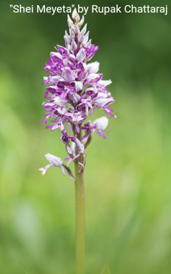 "Shei Meyeta" by Rupak Chattaraj