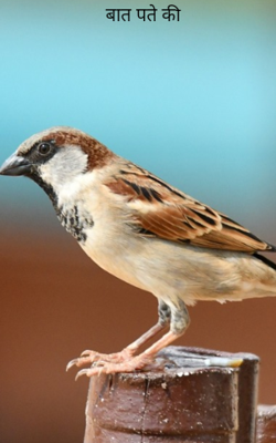 बात पते की