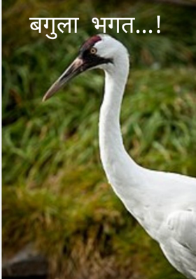 बगुला भगत !