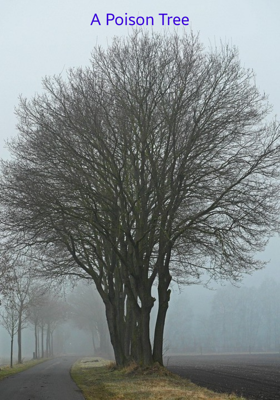 A Poison Tree